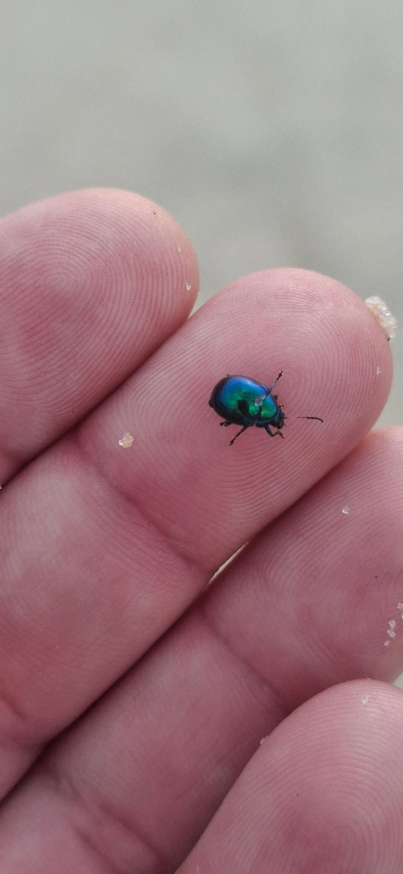 Crisomelídeos (Chrysomelidae), insetos, fotografado em Maresias, São Sebastião