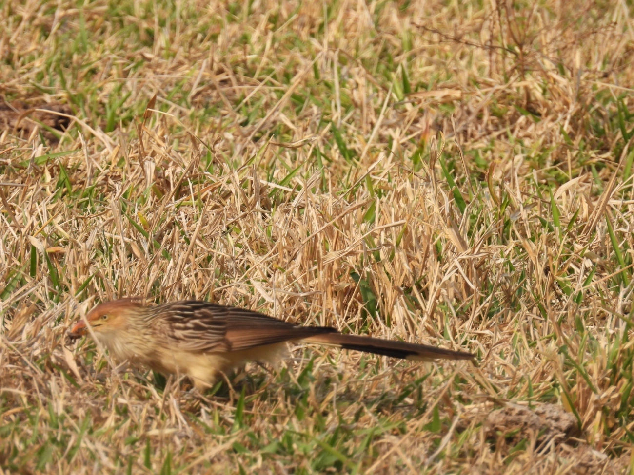 Anu-branco (Guira guira), aves, fotografado em Socorro