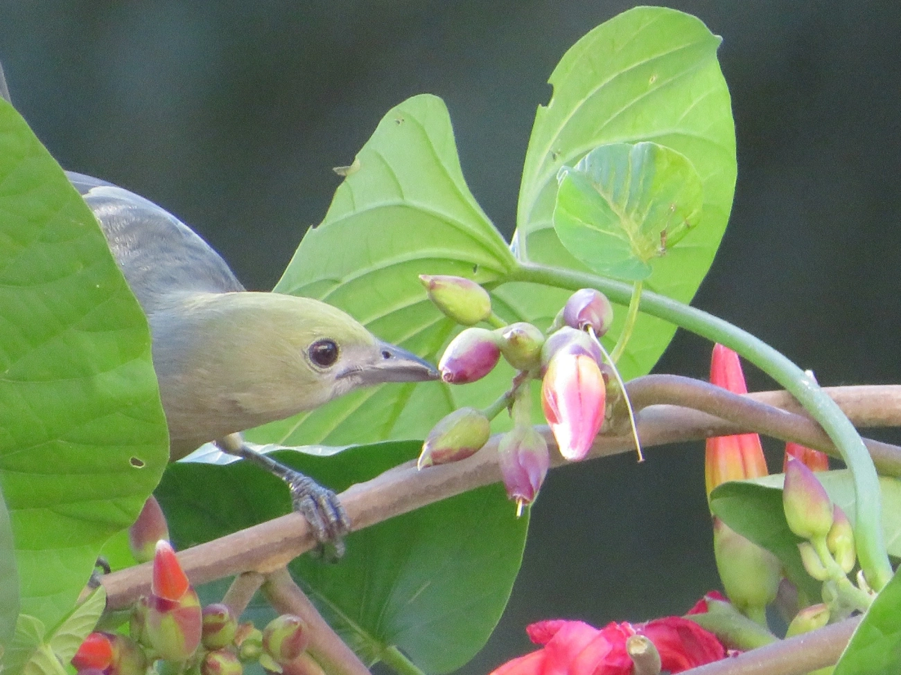 Sanhaço-do-coqueiro (Thraupis palmarum), aves, fotografado em Maresias, São Sebastião