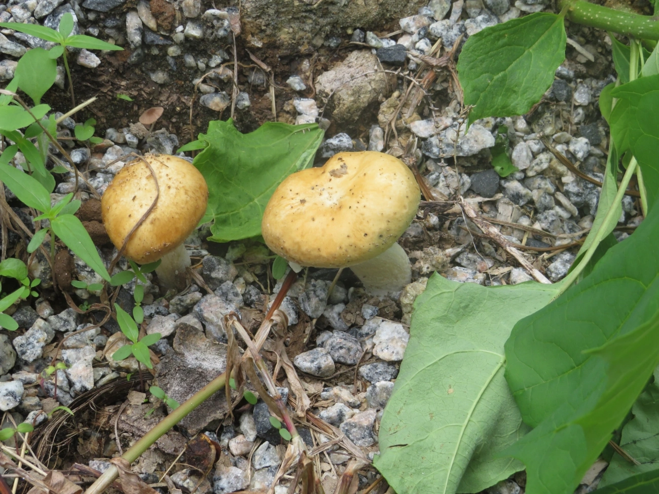 Cogumelos Lamelados (Agaricales), fungos, fotografado em Maresias, São Sebastião