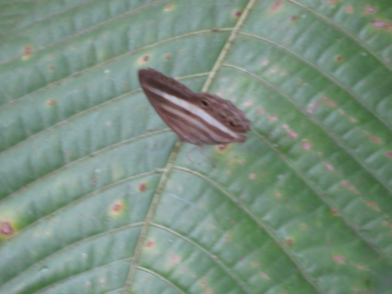 Sátiro-branco (Pareuptychia ocirrhoe), insetos, fotografado em Maresias, São Sebastião