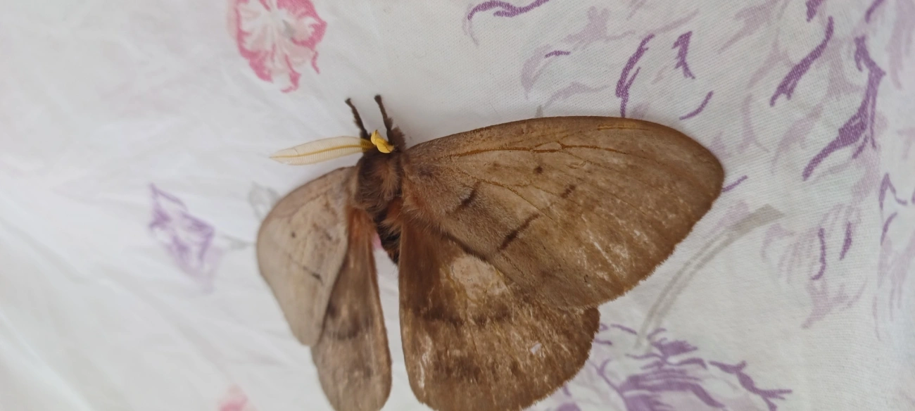Periphoba, insetos, fotografado em Maresias, São Sebastião
