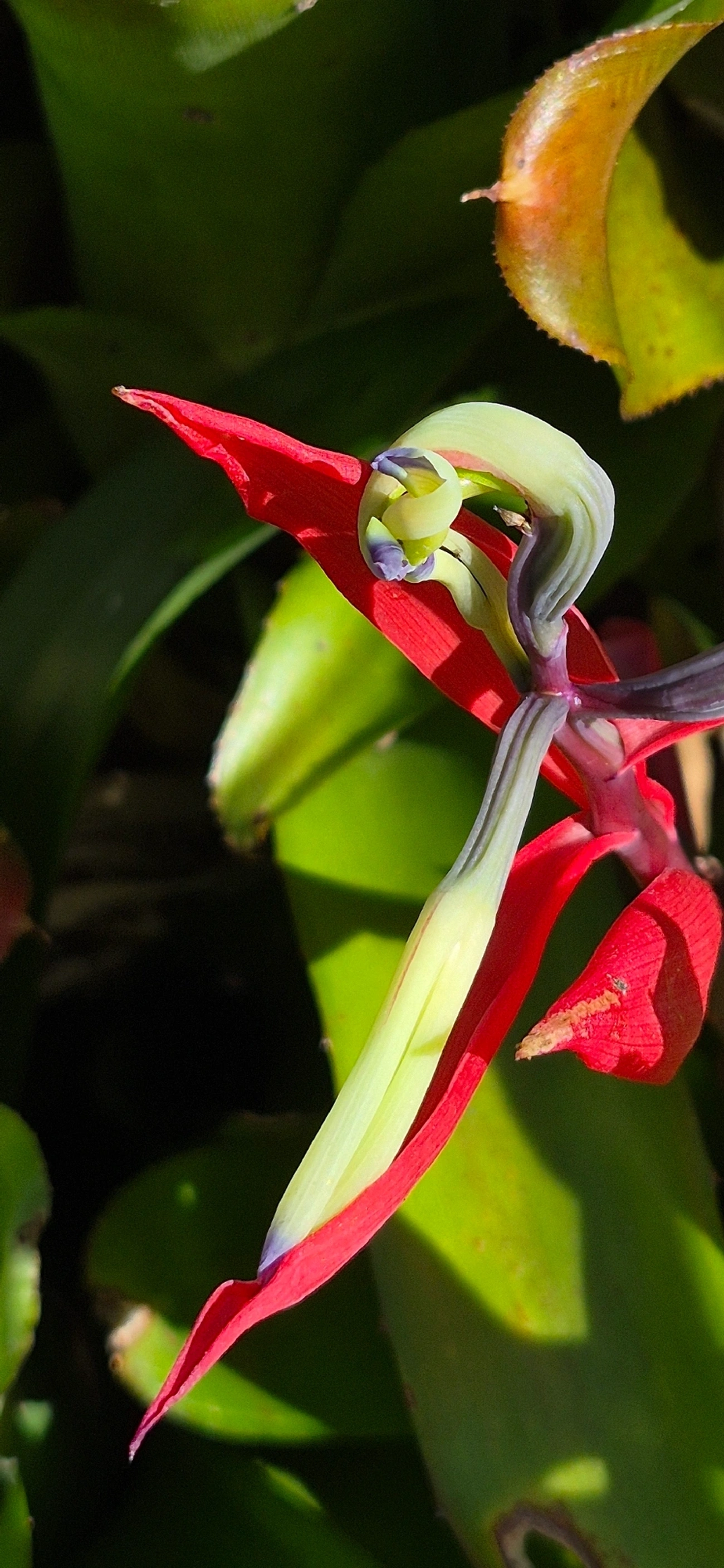 Guaricana-uva (Billbergia amoena), plantas, fotografado em Caraguatatuba