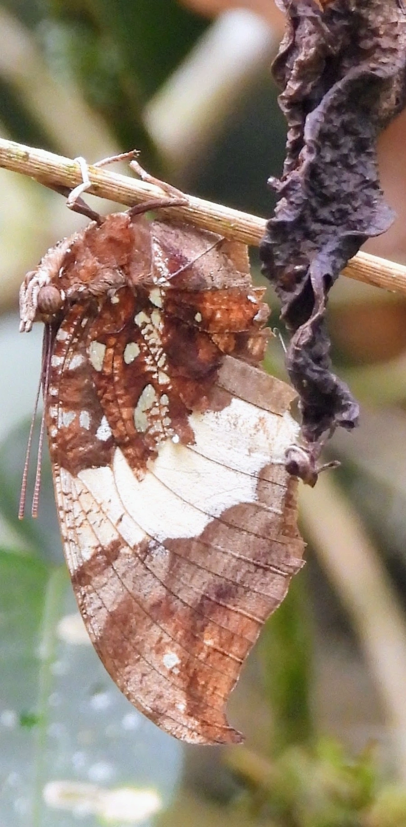 Borboleta-folha-prateada (Hypna clytemnestra), insetos, fotografado em Eng. d'Água, Ilhabela