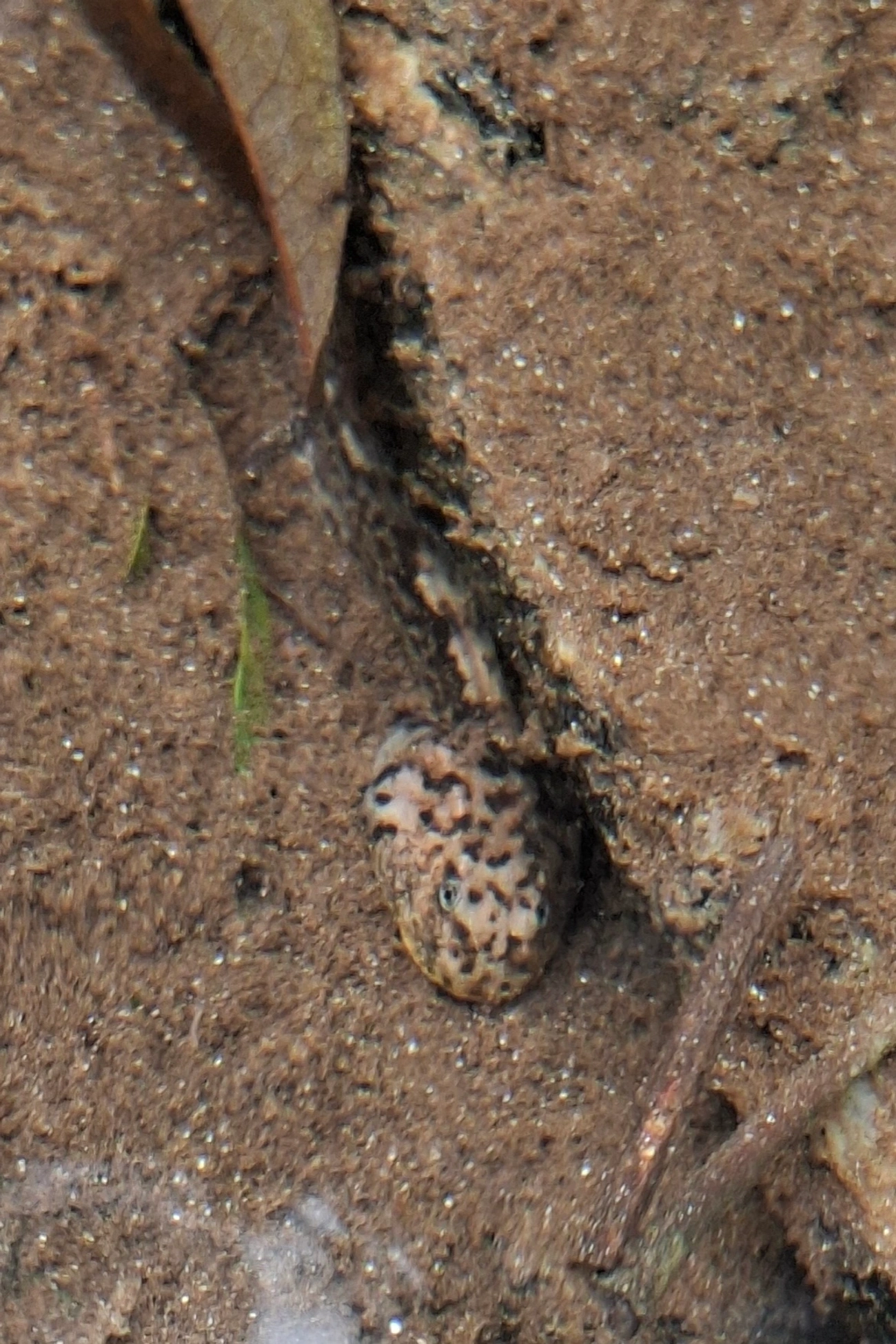 Sapos (Anura), anfíbios, fotografado em Maresias, São Sebastião