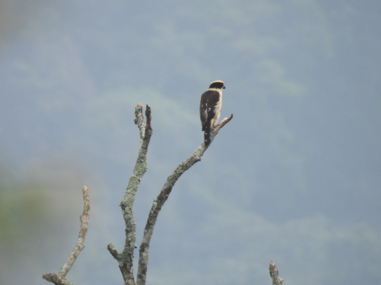 Acauã (Herpetotheres cachinnans), aves, fotografado em Maresias, São Sebastião
