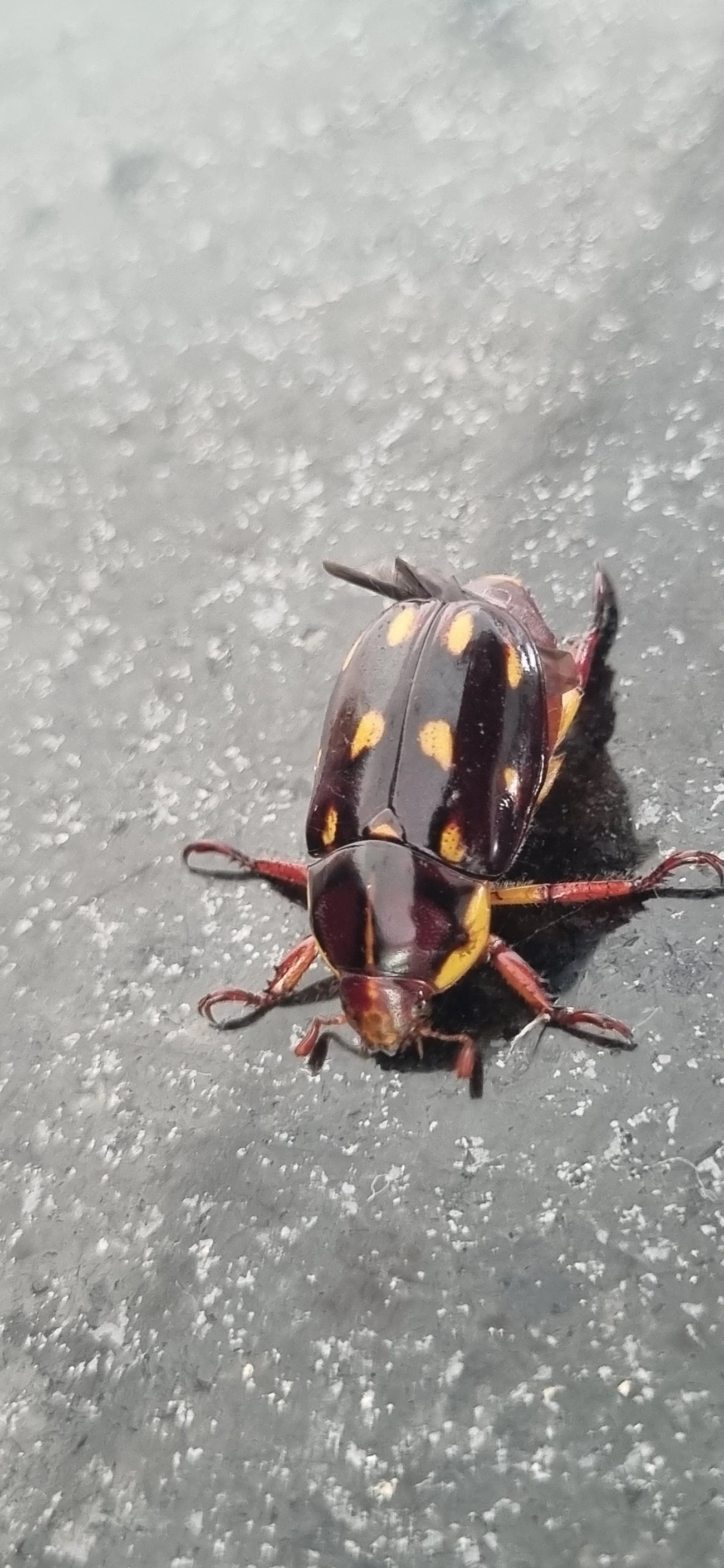 Pelidnota xanthospila, insetos, fotografado em Maresias, São Sebastião