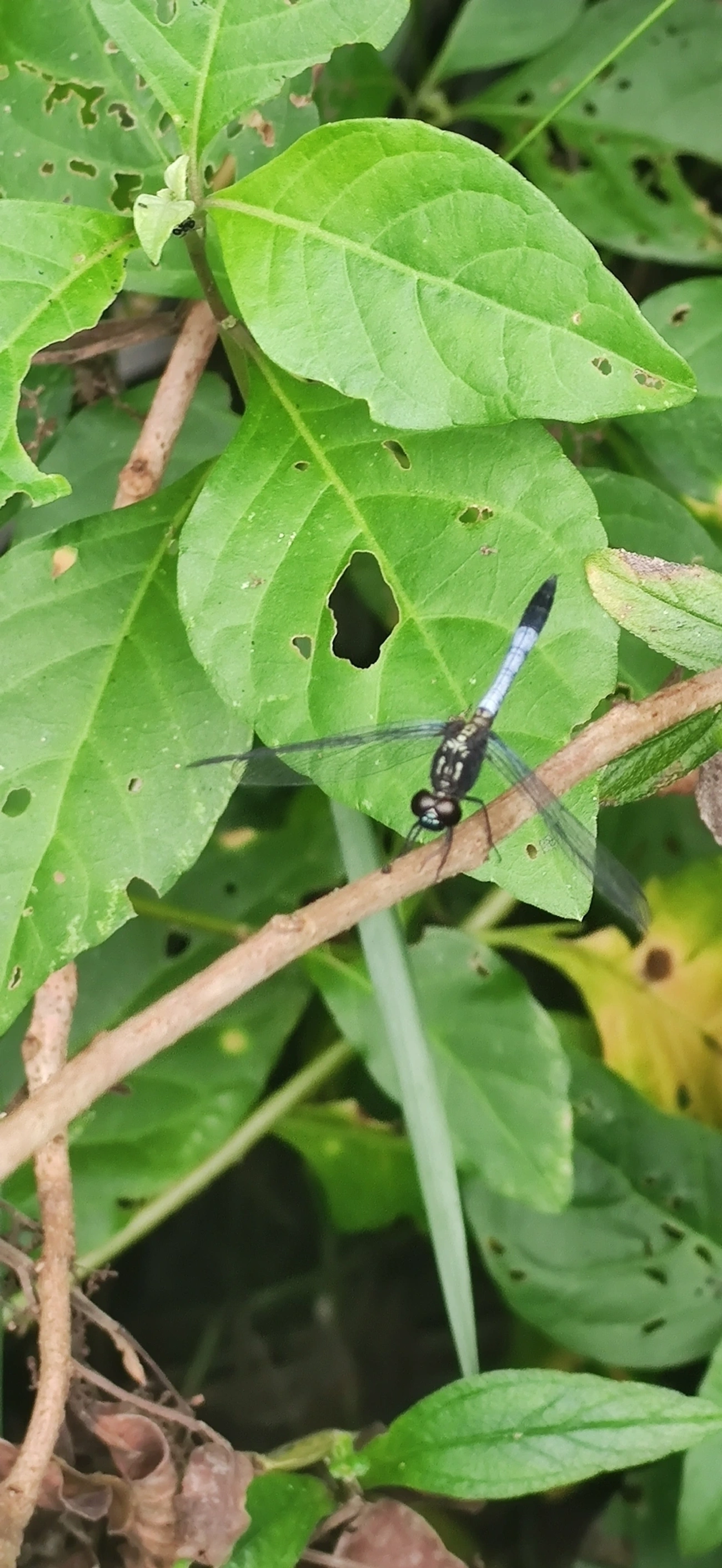 Erythrodiplax avittata, insetos, fotografado em Maresias, São Sebastião