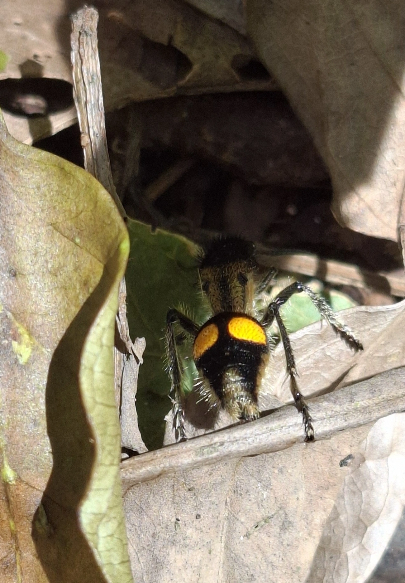 Traumatomutilla, insetos, fotografado em Cambaquara, Ilhabela