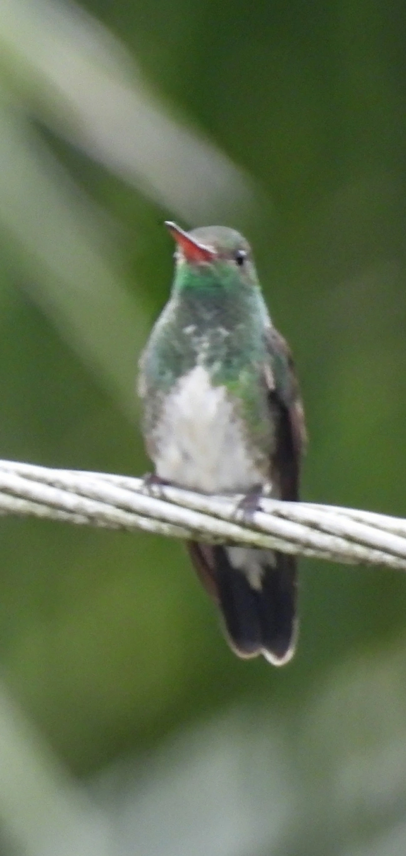 Beija-flor-de-garganta-verde (Chionomesa fimbriata), aves, fotografado em Maresias, São Sebastião