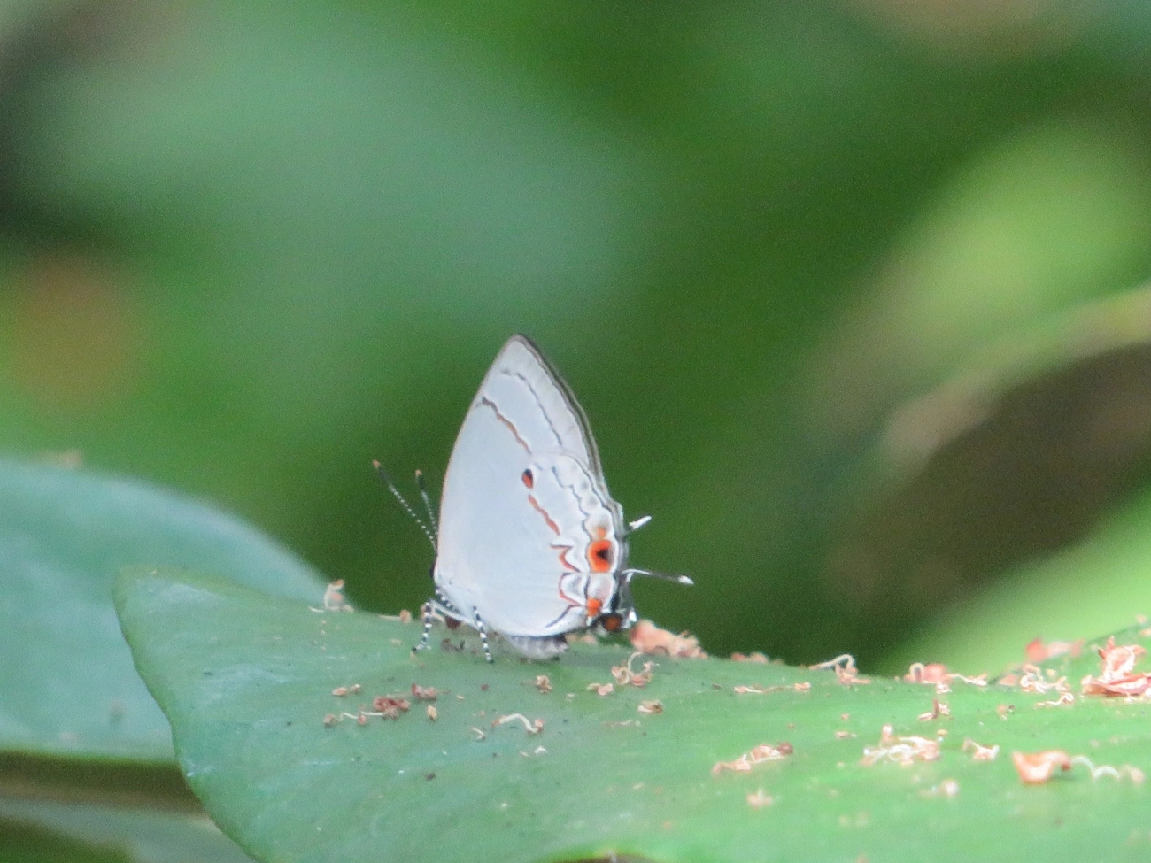 Iaspis talayra, insetos, fotografado em Maresias, São Sebastião