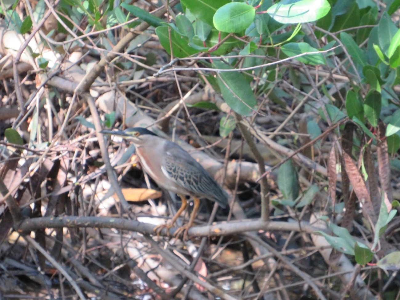 Socozinho (Butorides striata), aves, fotografado em Indaiá, Caraguatatuba