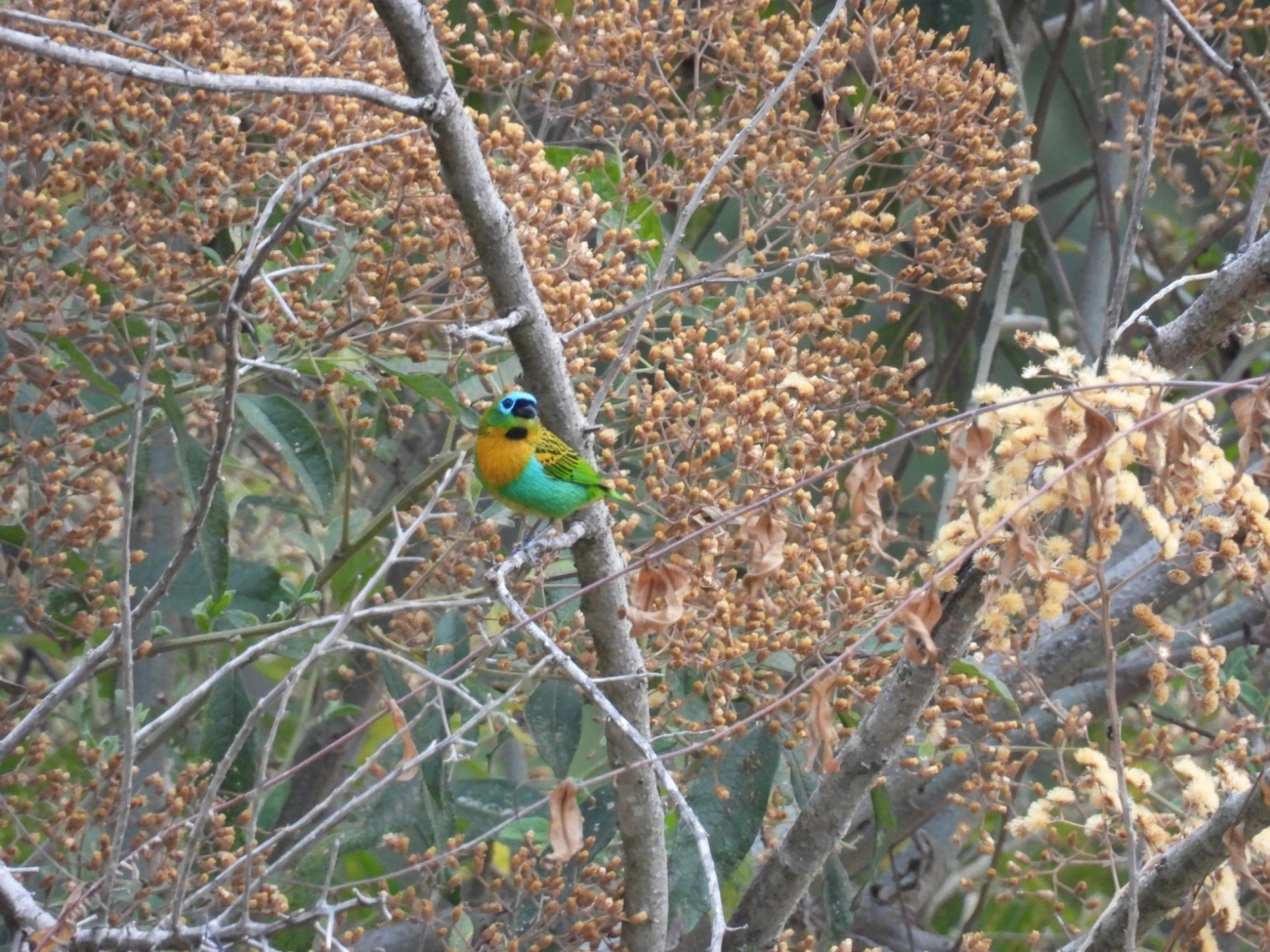 Saíra-lagarta (Tangara desmaresti), aves, fotografado em Itamonte
