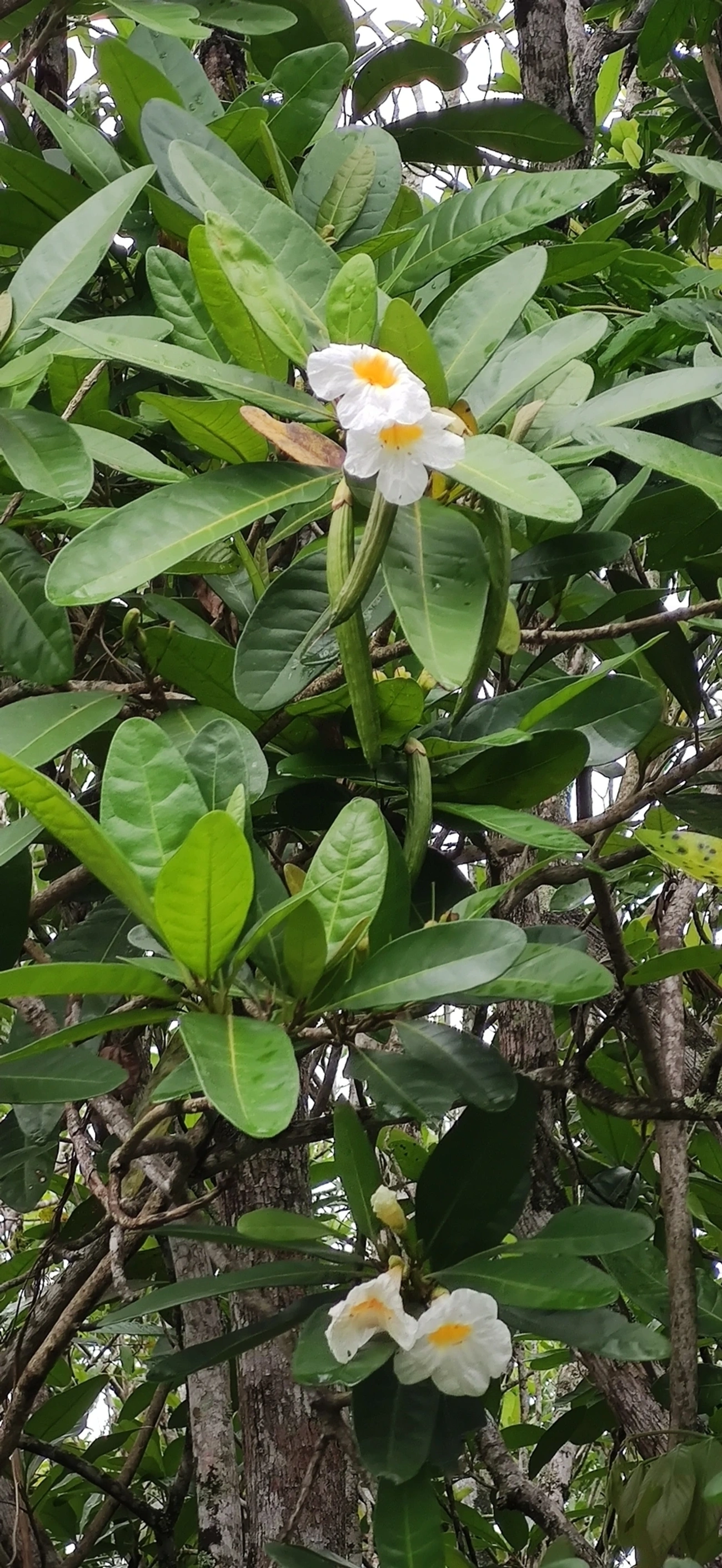 Caixeta (Tabebuia cassinoides), plantas, fotografado em São Sebastião