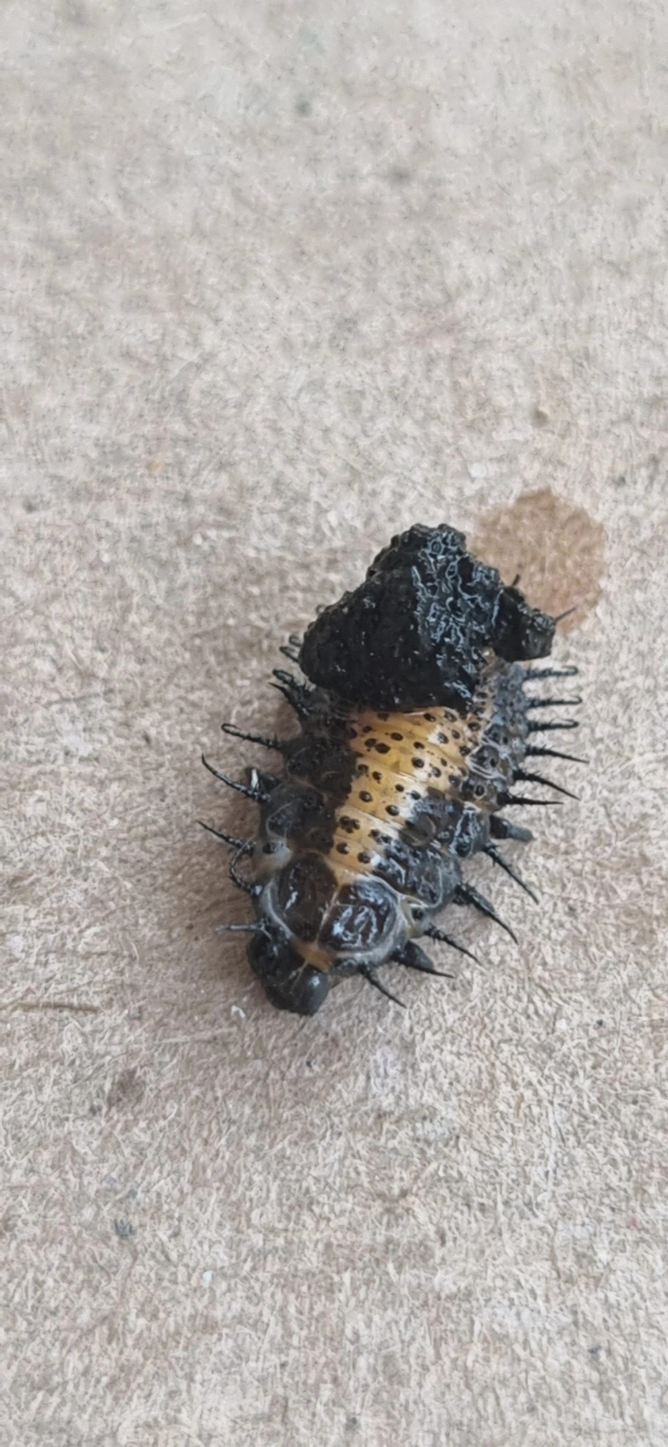 Chelymorpha, insetos, fotografado em Maresias, São Sebastião