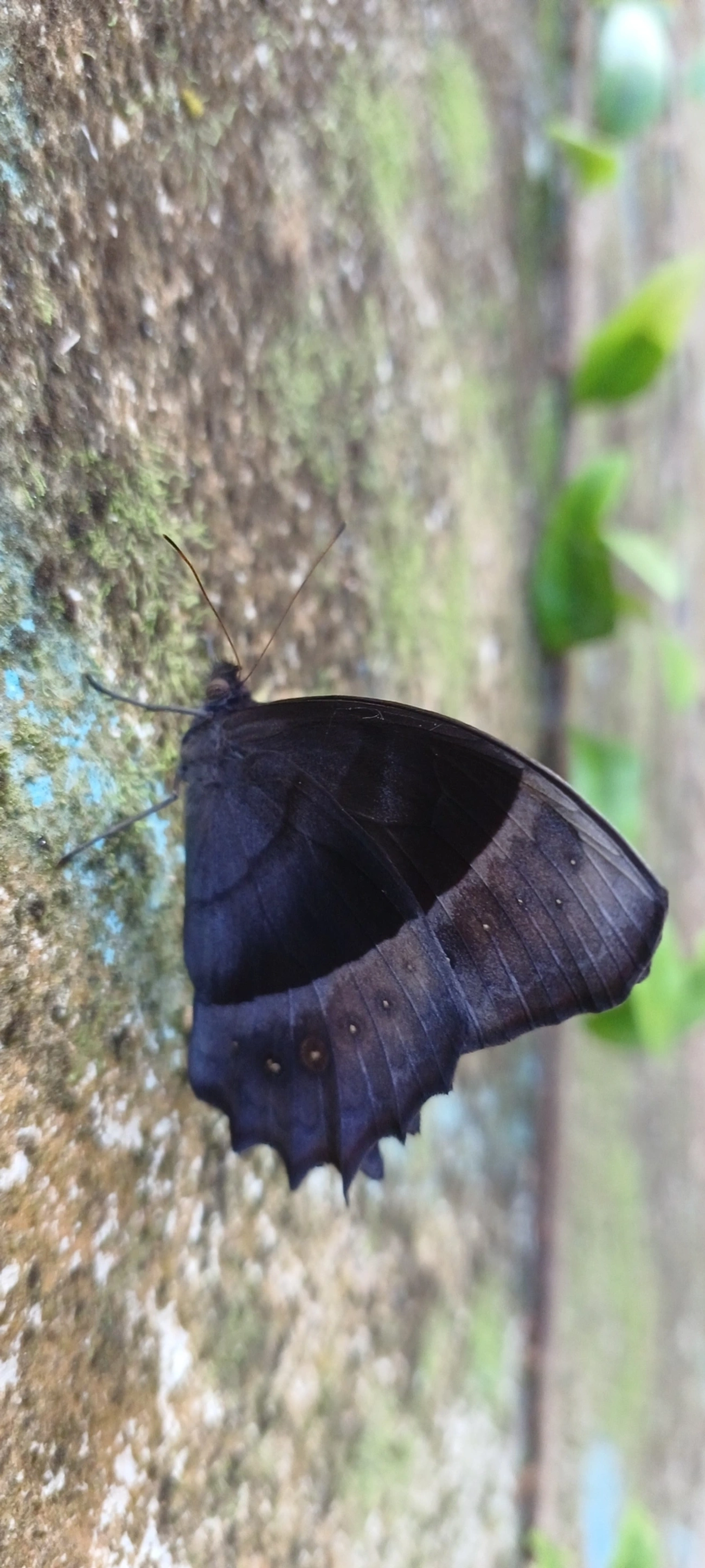 Taygetis, insetos, fotografado em Maresias, São Sebastião