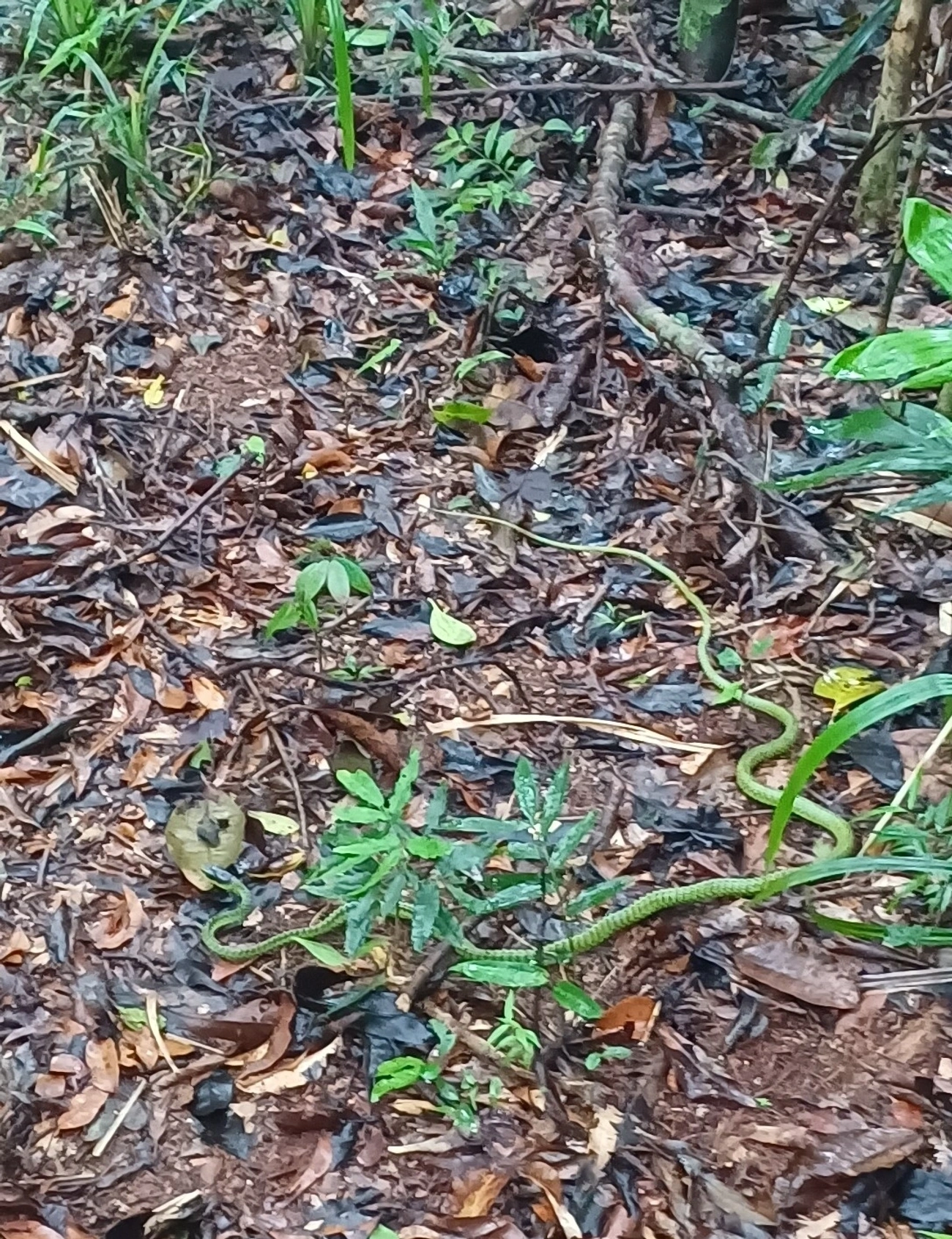 Cobra-cipó (Chironius foveatus), répteis, fotografado em Maresias, São Sebastião