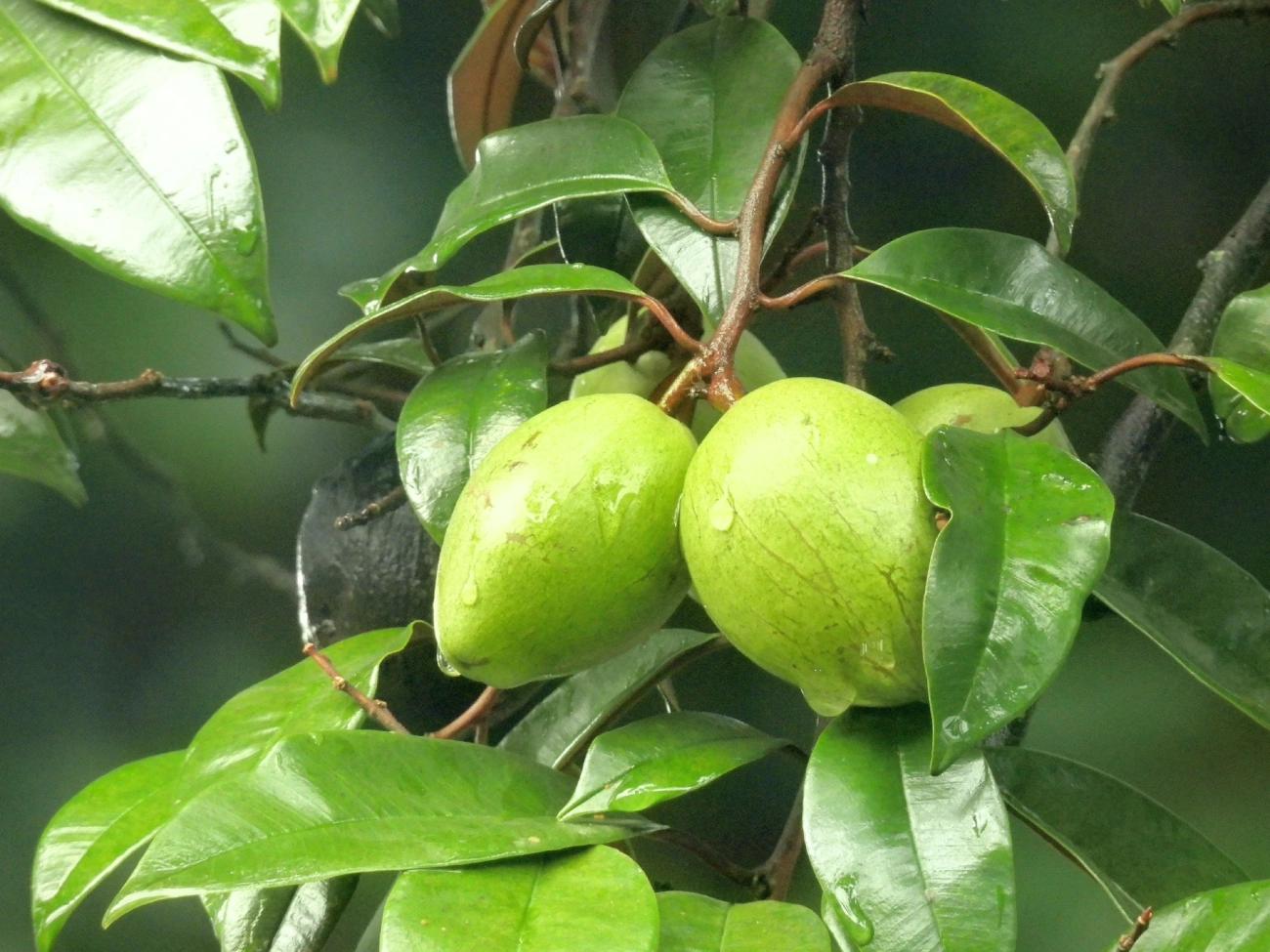 Abiu roxo (Chrysophyllum cainito), plantas, fotografado em Boiçucanga, São Sebastião