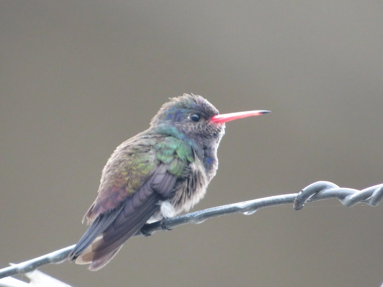 Beija-flor-roxo (Chlorestes cyanus), aves, fotografado em Maresias, São Sebastião