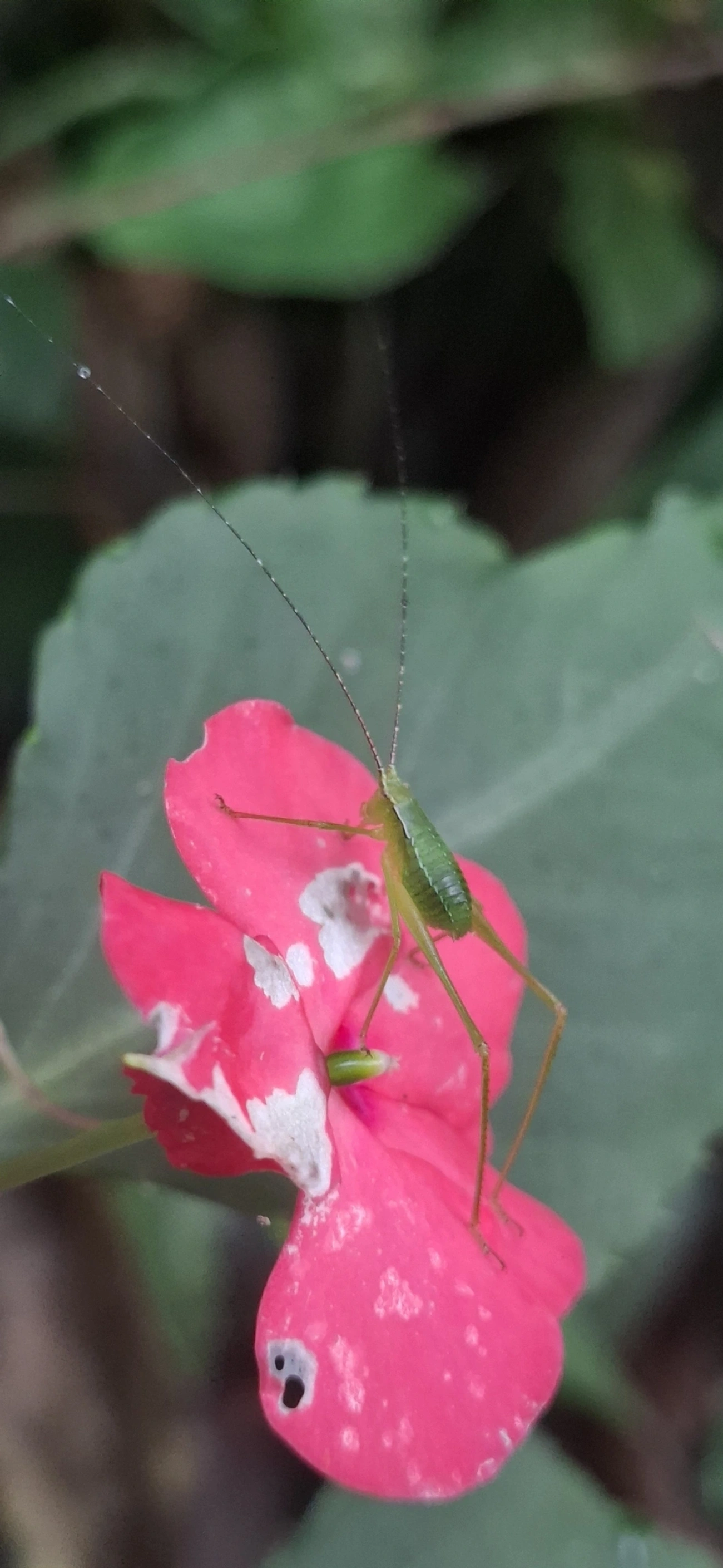 Phaneropterinae, insetos, fotografado em Maresias, São Sebastião