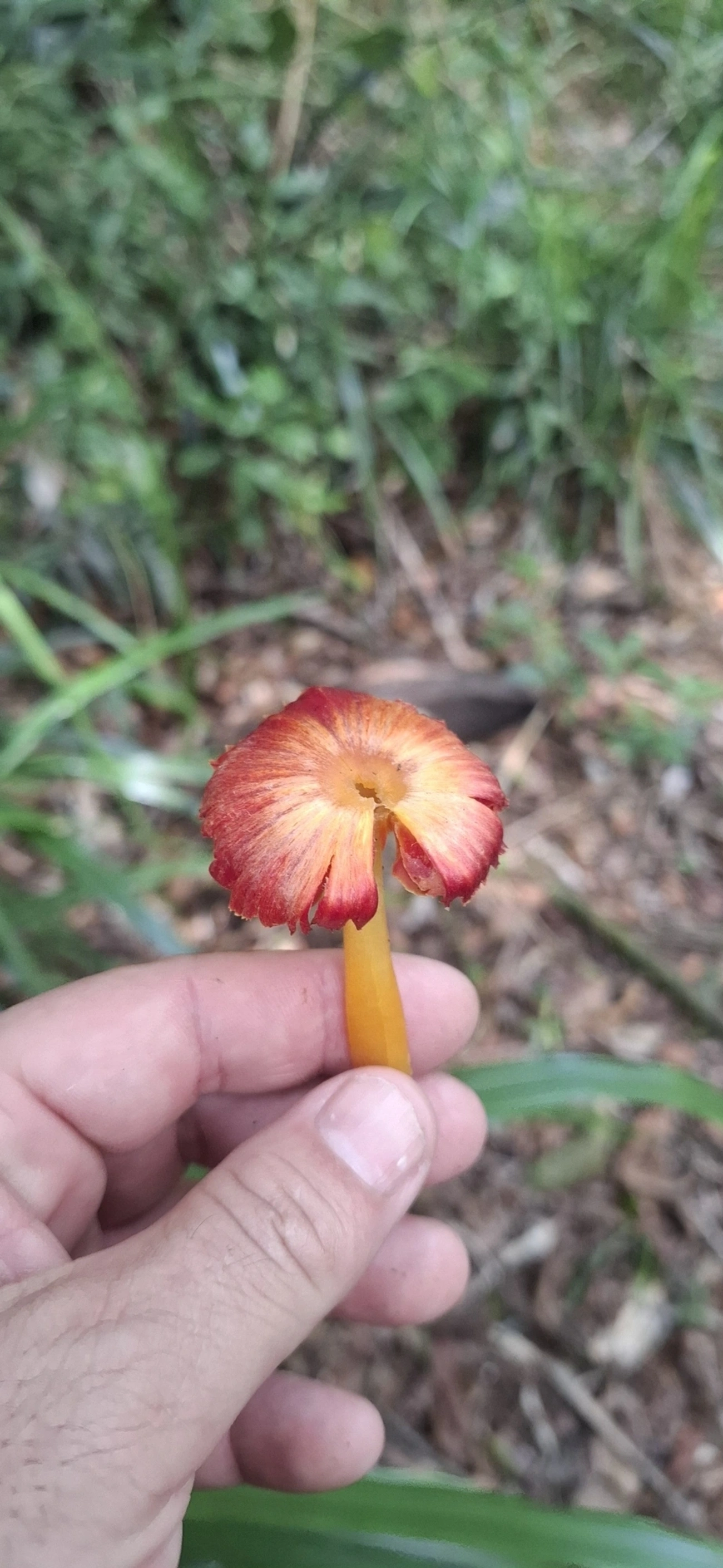 Hygrocybe, fungos, fotografado em Enxovas, Ilhabela