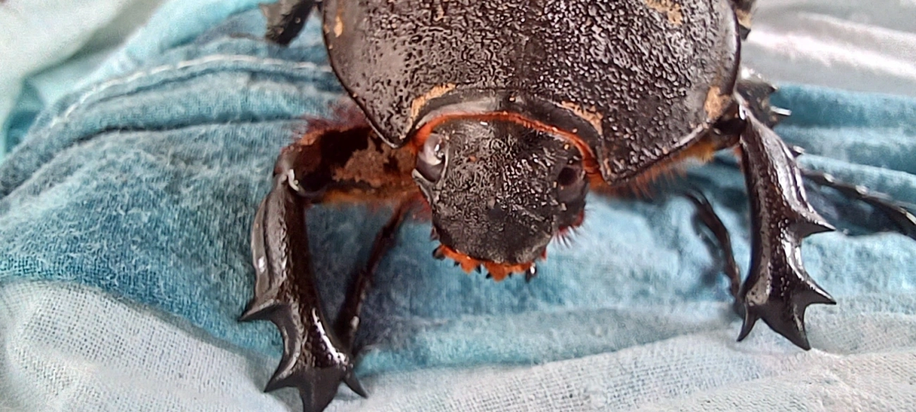 Megasoma, insetos, fotografado em Maresias, São Sebastião