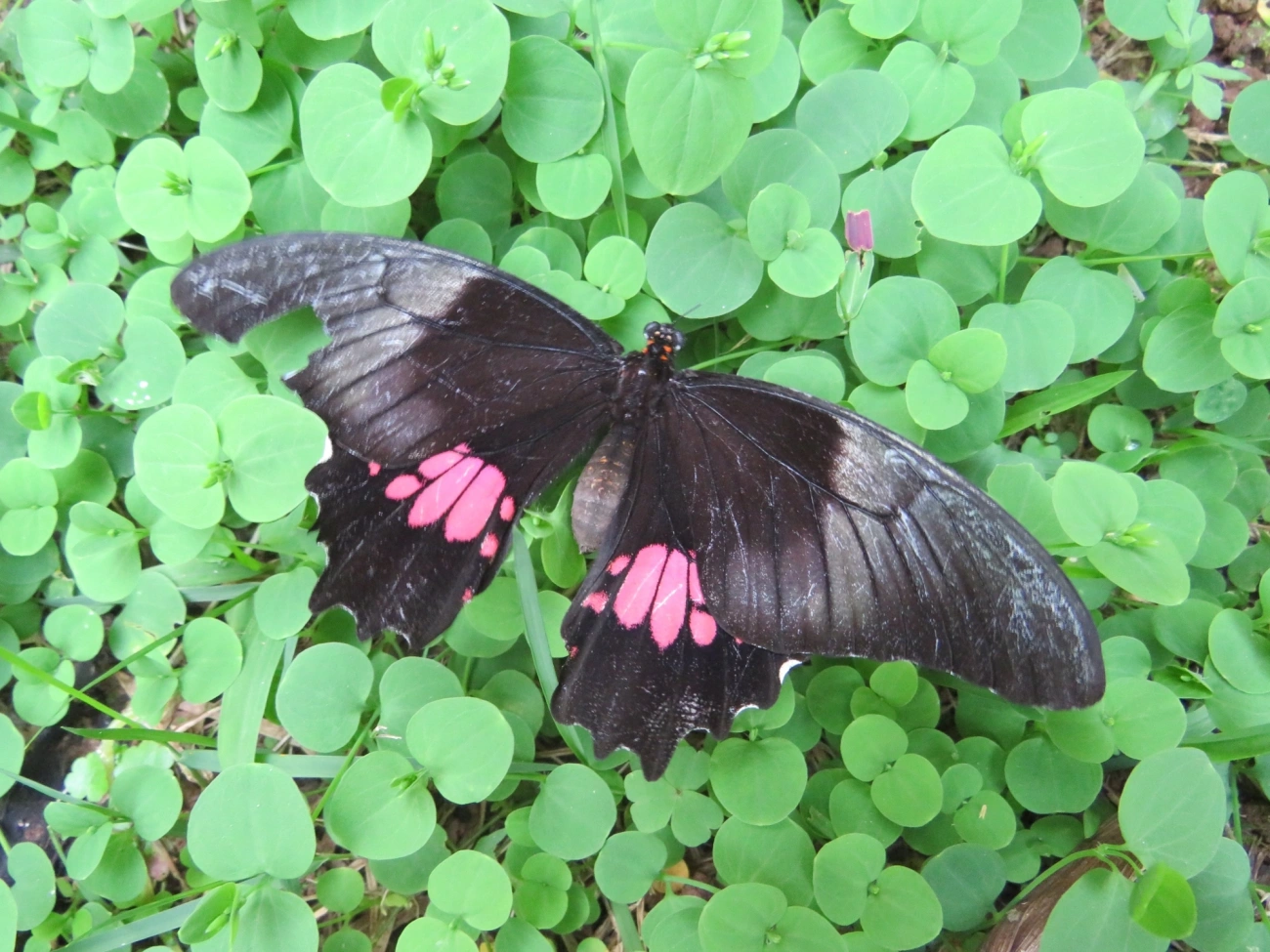 Rosa-de-luto (Heraclides anchisiades), insetos, fotografado em Maresias, São Sebastião