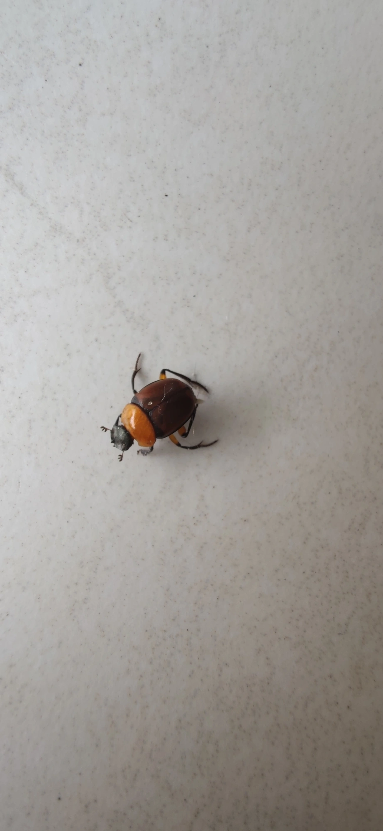 Besouros-Rola-Bosta (Scarabaeinae), insetos, fotografado em Maresias, São Sebastião