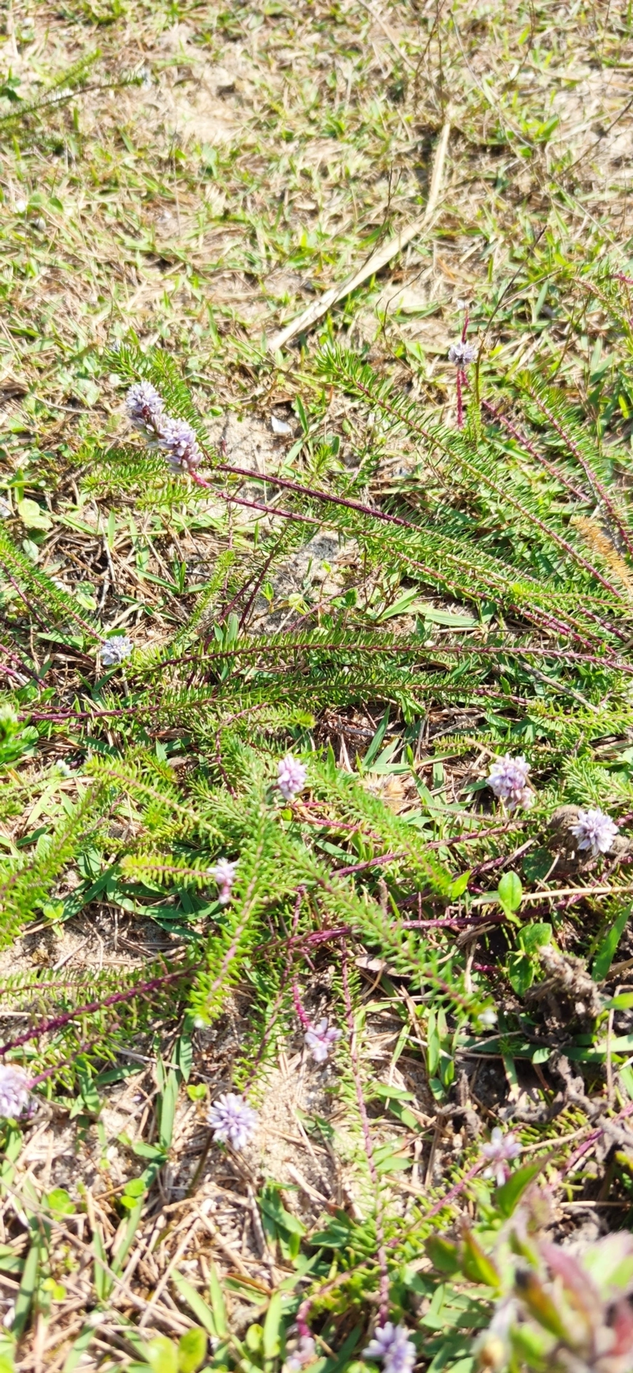 Lychnophora, plantas, fotografado em Indaiá, Caraguatatuba
