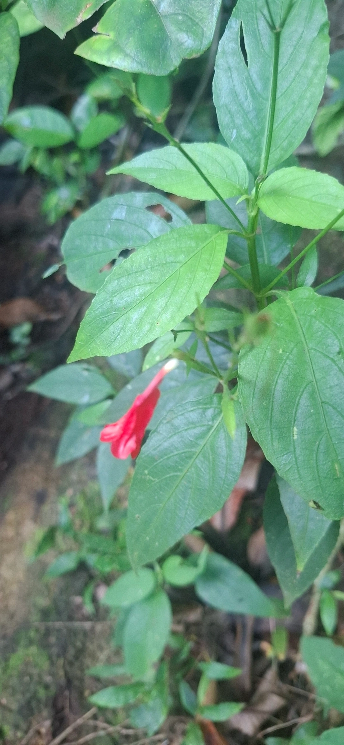 Pingo-de-sangue (Ruellia brevifolia), plantas, fotografado em Maresias, São Sebastião