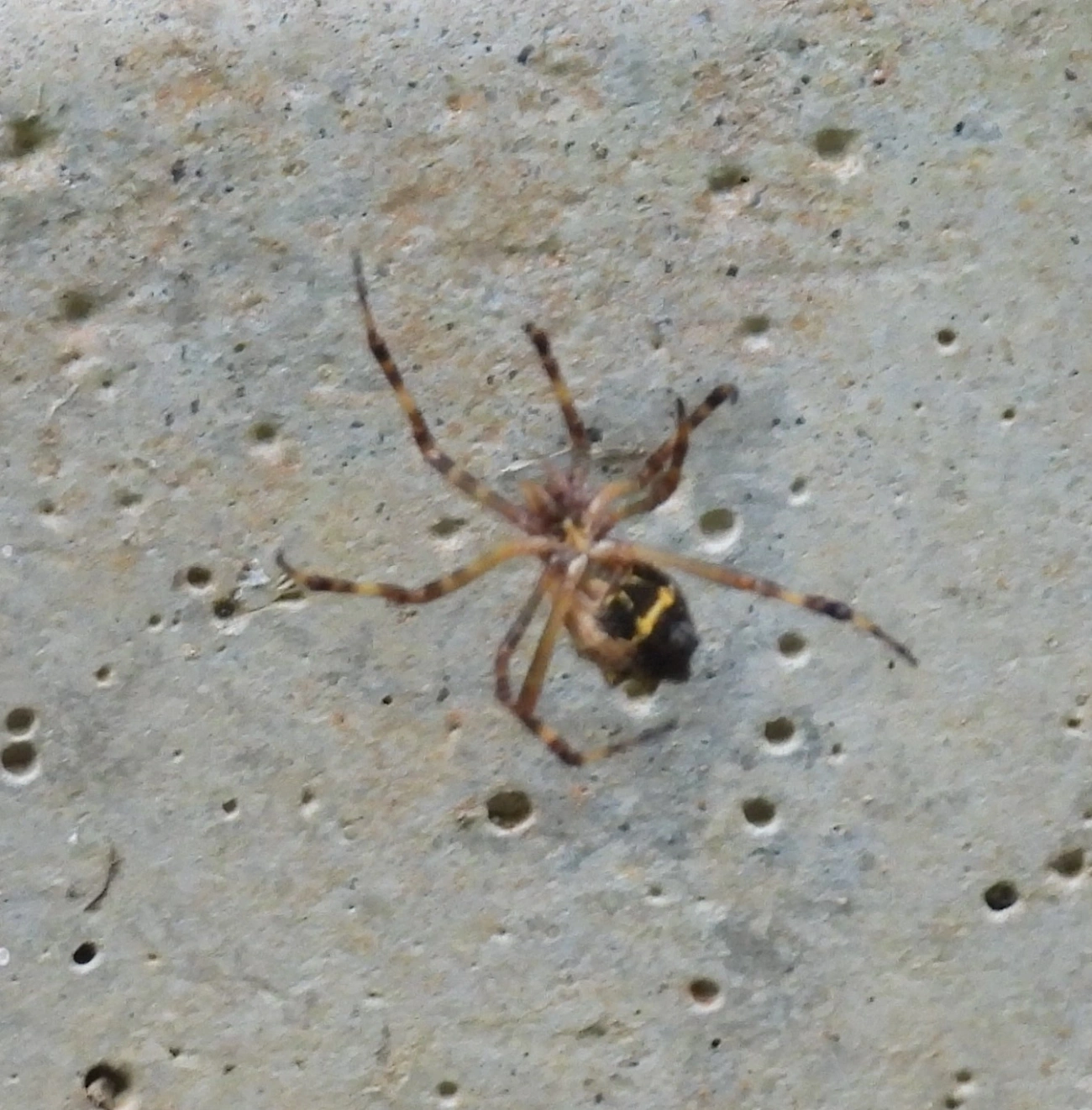 Aranha-de-prata (Argiope argentata), aracnídeos, fotografado em Guararema