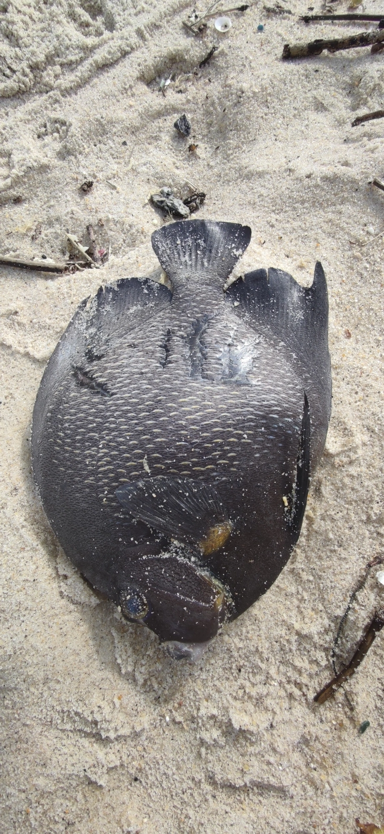 Frade (Pomacanthus paru), peixes, fotografado em Maresias, São Sebastião
