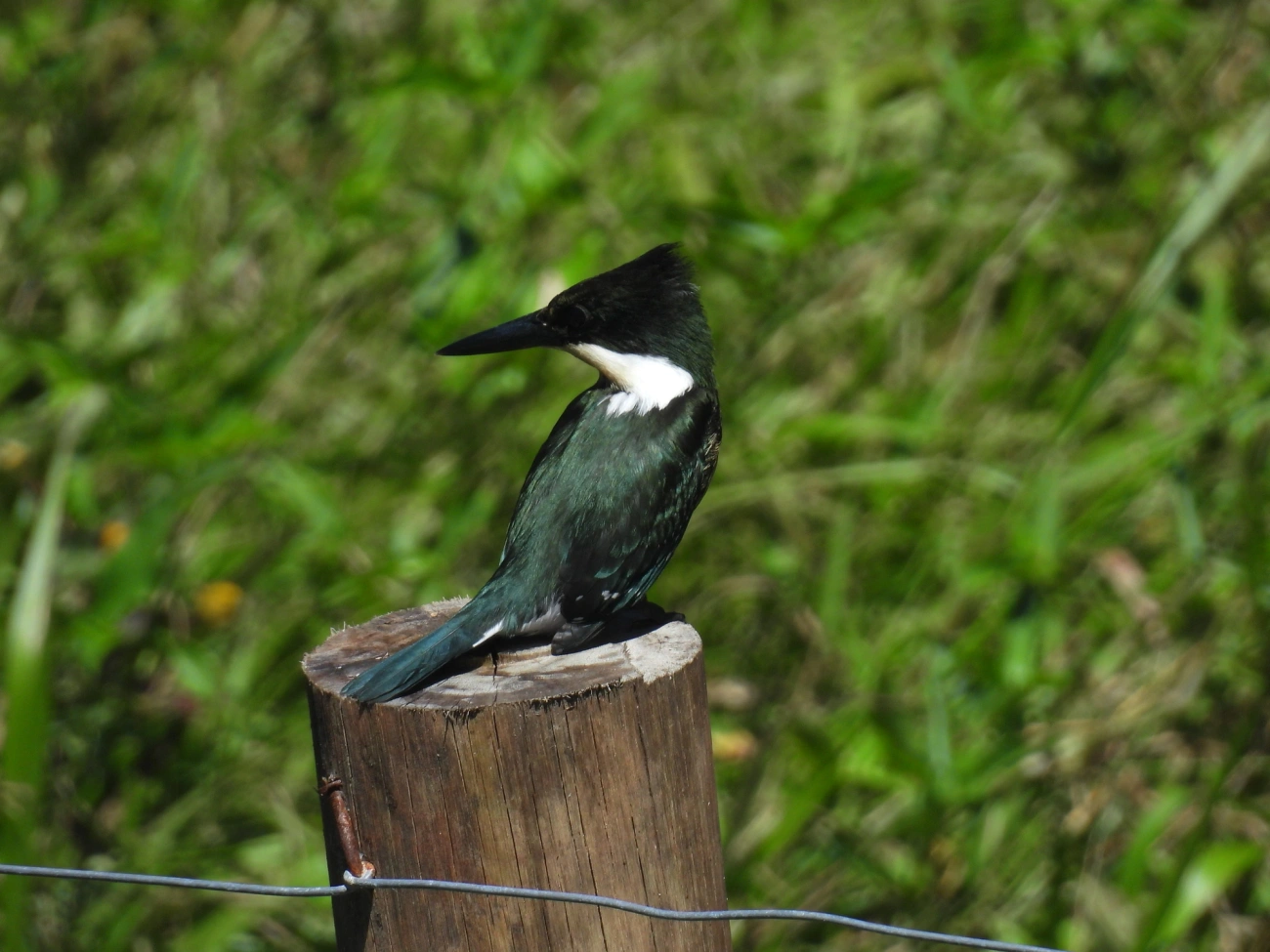Martim-pescador-pequeno (Chloroceryle americana), aves, fotografado em Maresias, São Sebastião