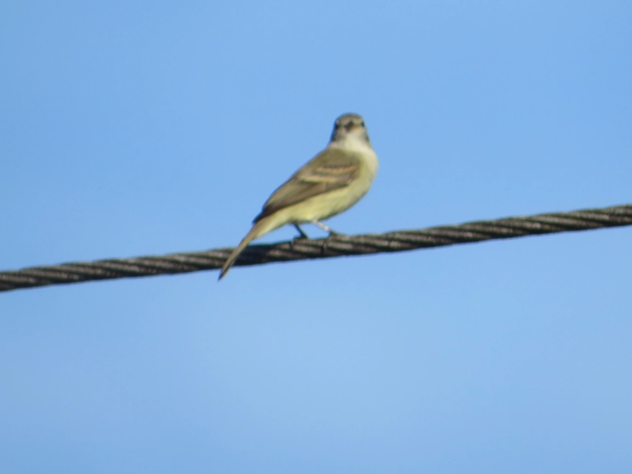 Risadinha (Camptostoma obsoletum), aves, fotografado em Maresias, São Sebastião
