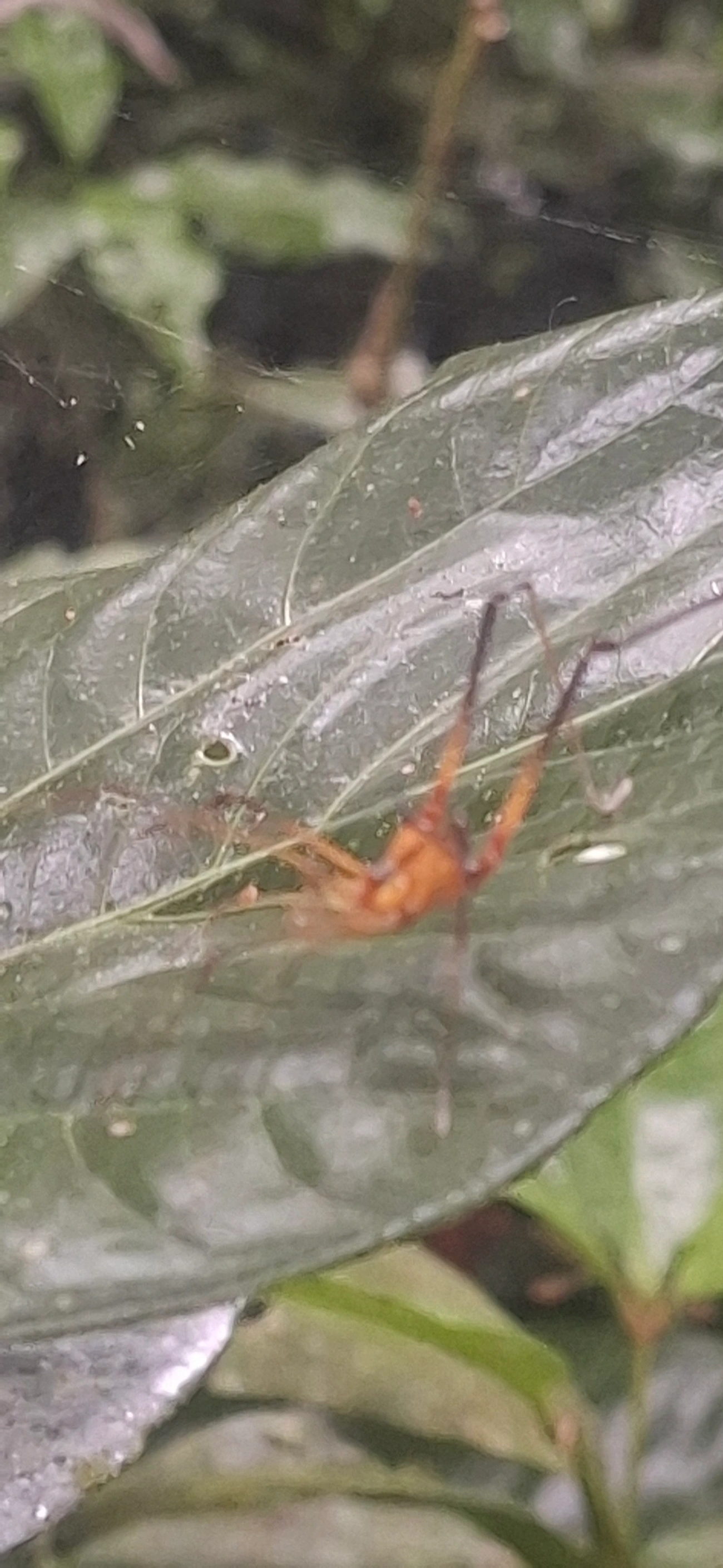 Opilião (Progonyleptoidellus striatus), aracnídeos, fotografado em Maresias, São Sebastião
