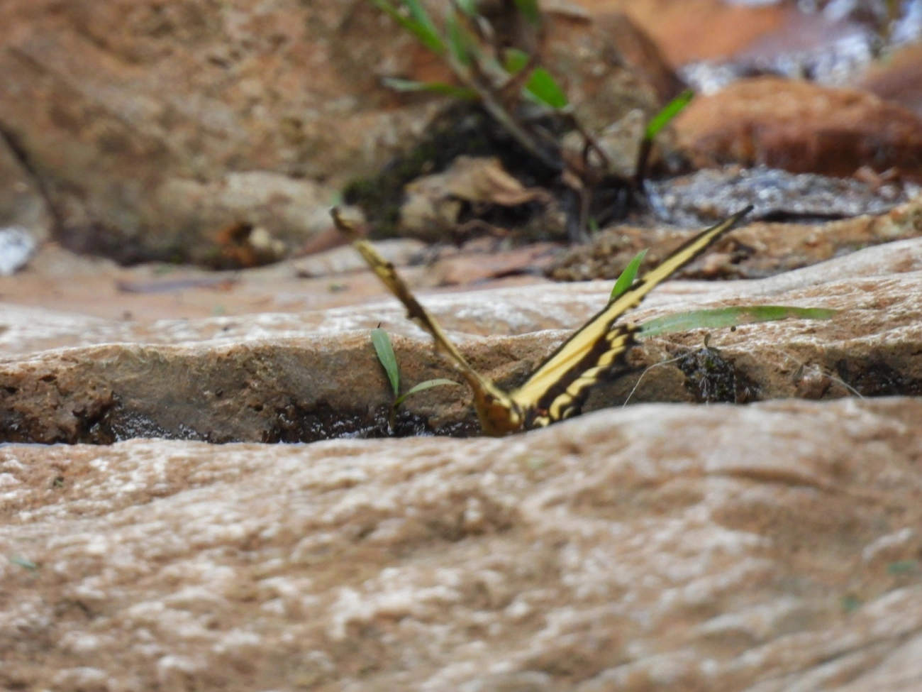 Rabo-de-andorinha-de-faixa-larga (Heraclides astyalus), insetos, fotografado em Cabreúva