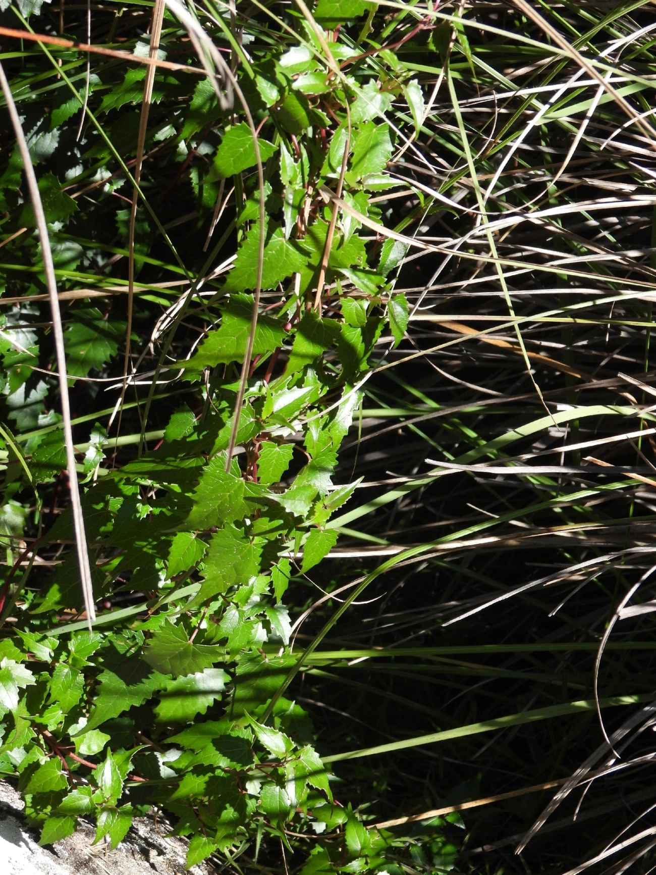 Pseudogynoxys, plantas, fotografado em Engenheiro Passos