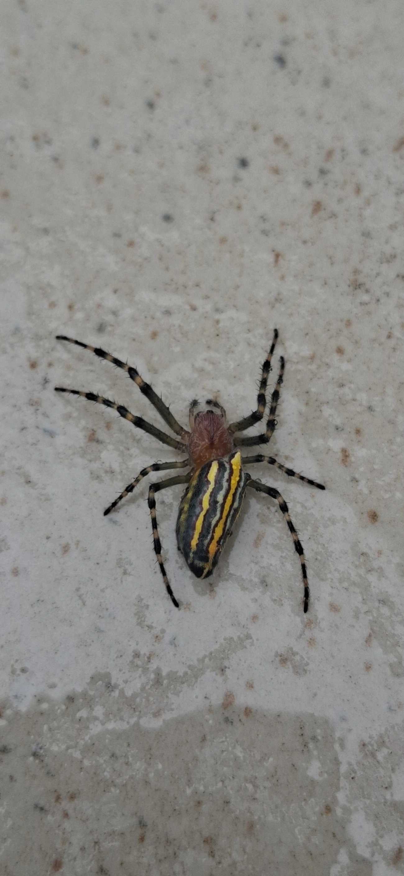 Alpaida navicula, aracnídeos, fotografado em Maresias, São Sebastião