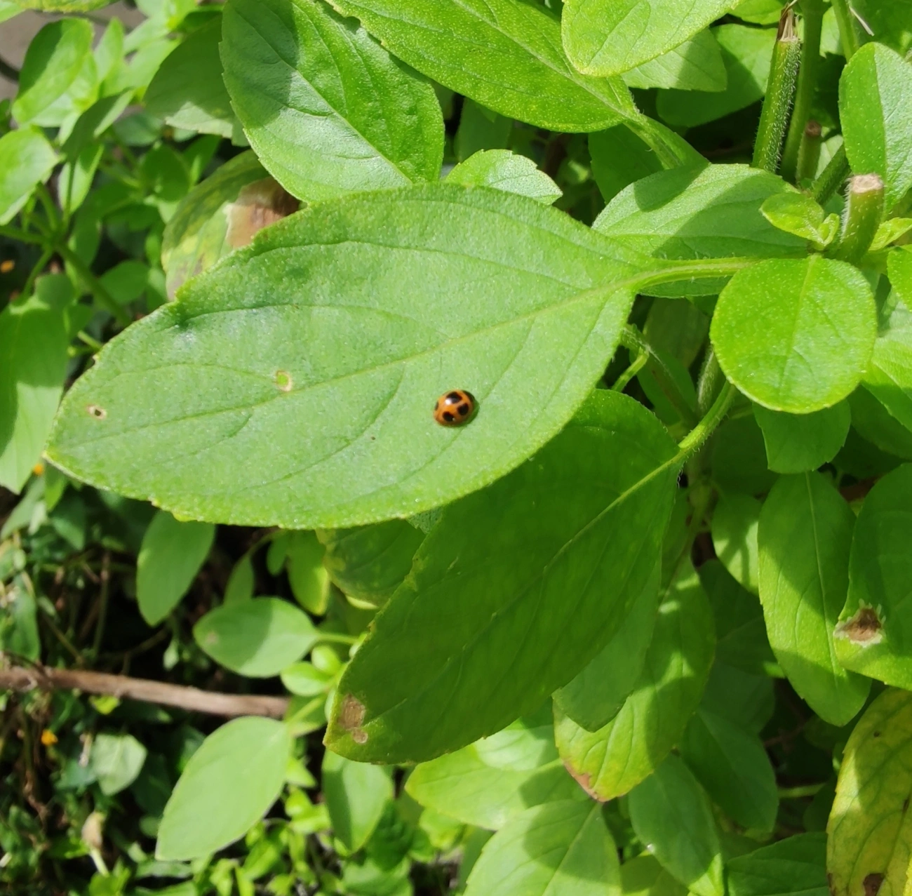 Zagreus jordani, insetos, fotografado em Maresias, São Sebastião