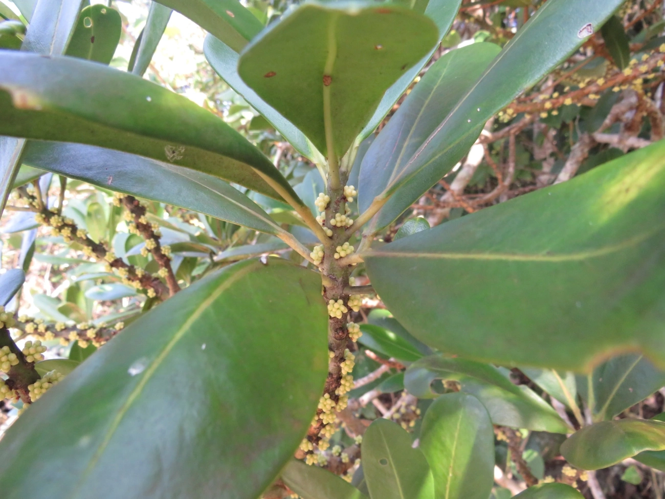 Capororoca (Myrsine umbellata), plantas, fotografado em Maresias, São Sebastião