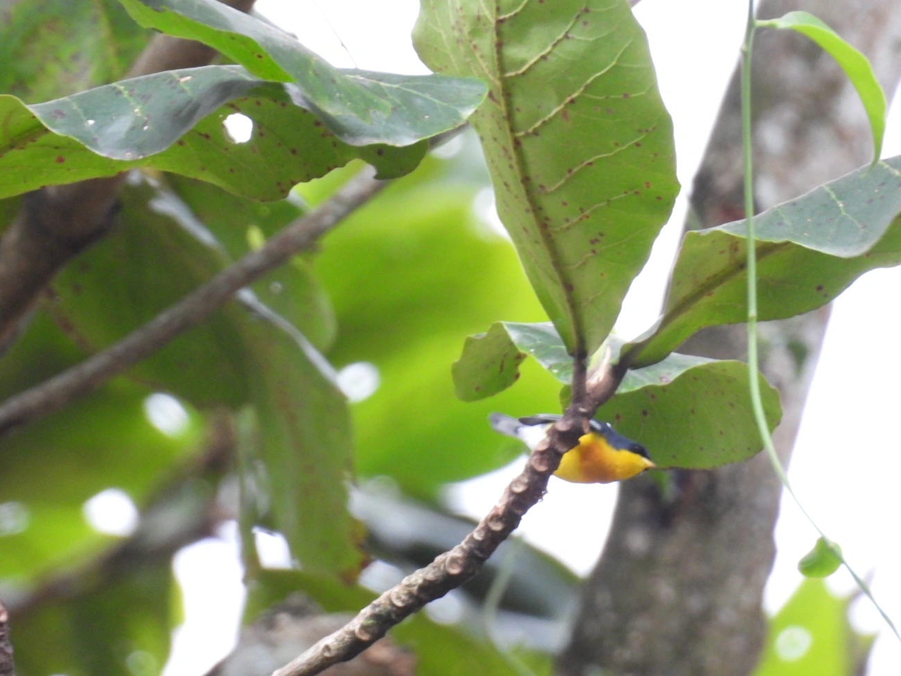 Mariquita (Setophaga pitiayumi), aves, fotografado em Maresias, São Sebastião