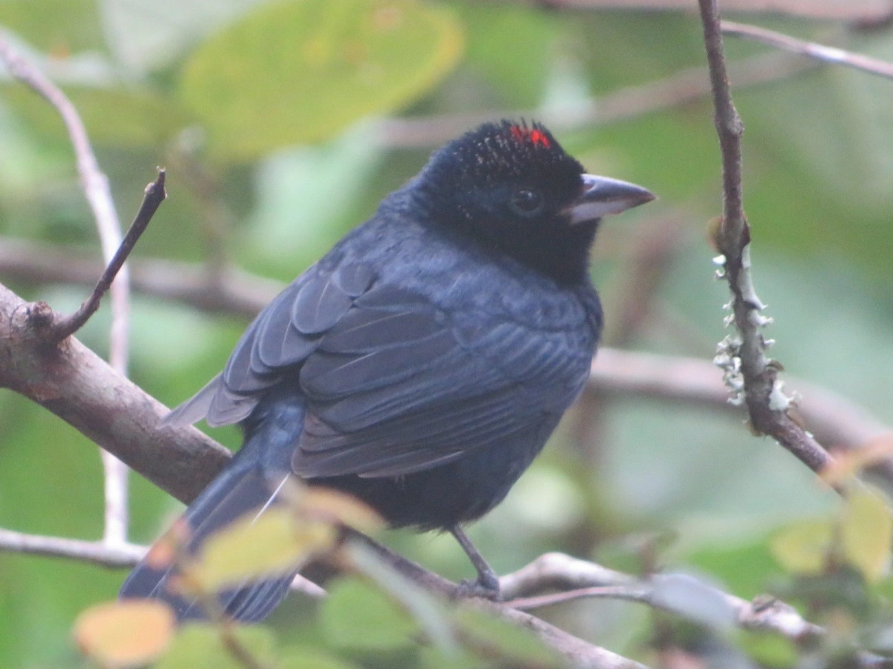 Tiê-preto (Tachyphonus coronatus), aves, fotografado em Maresias, São Sebastião
