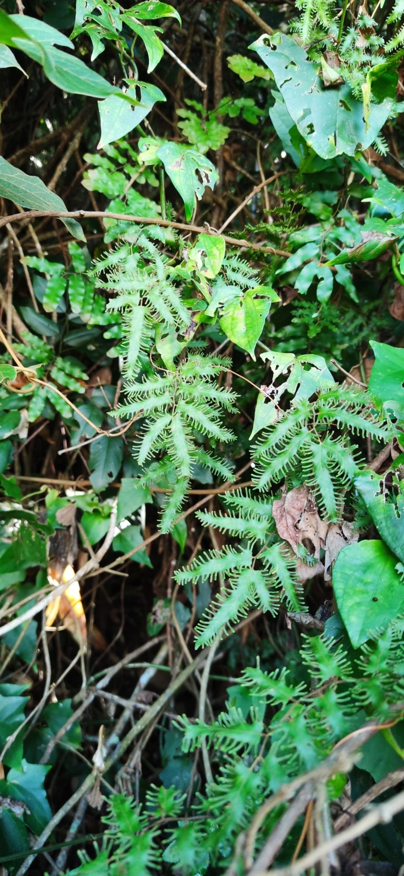 Lygodium, plantas, fotografado em Caraguatatuba