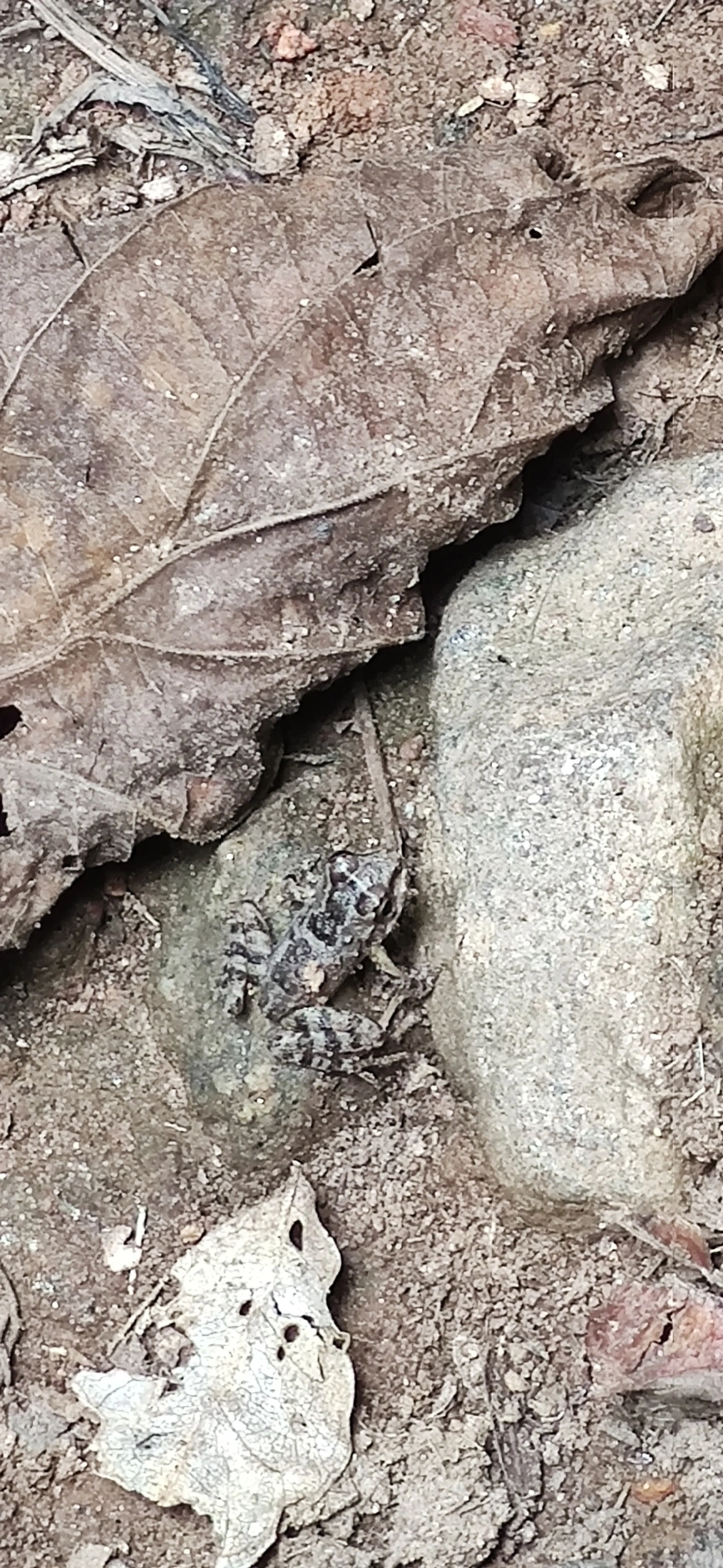 Rã-de-pedra (Thoropa taophora), anfíbios, fotografado em Maresias, São Sebastião