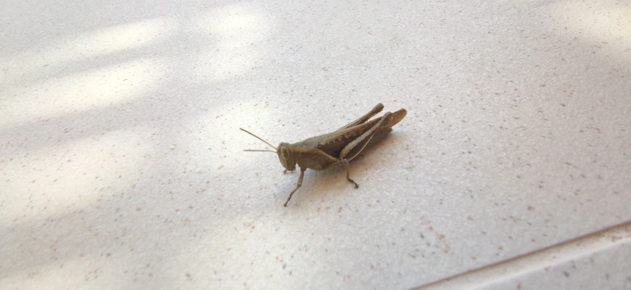 Abracris flavolineata, insetos, fotografado em Maresias, São Sebastião