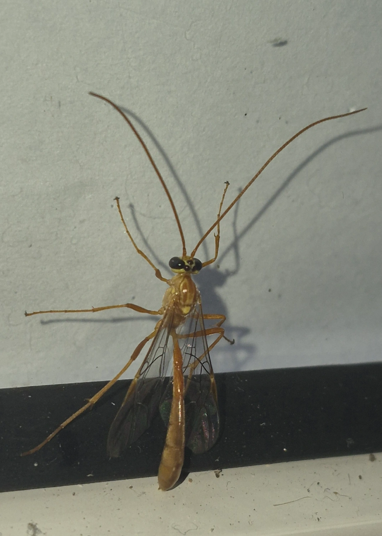Ophion, insetos, fotografado em Maresias, São Sebastião