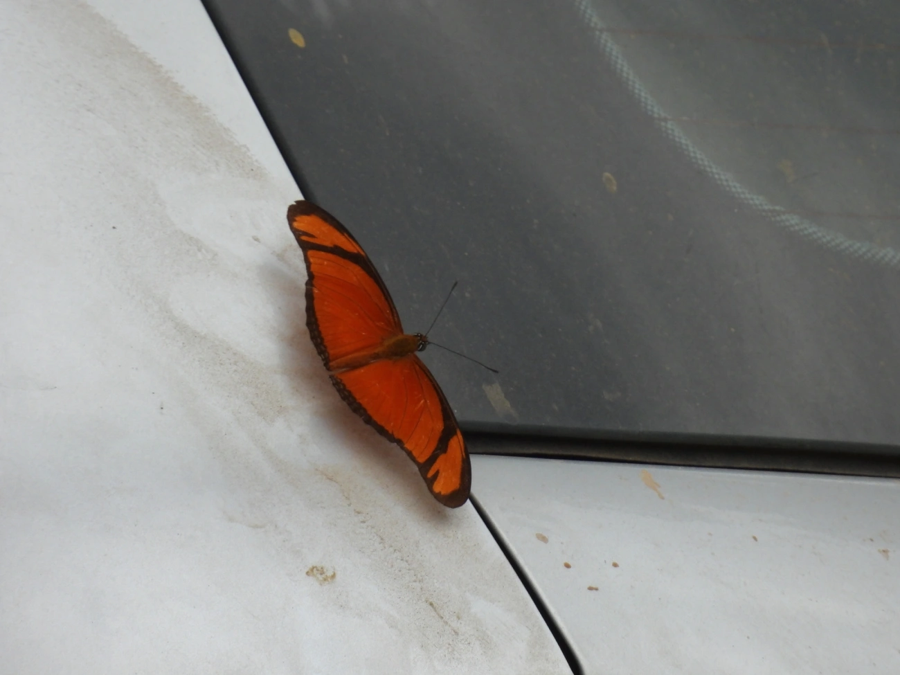 Borboleta-flambeau (Dryas iulia), insetos, fotografado em Bom Fim do Bom Jesus, Cabreúva