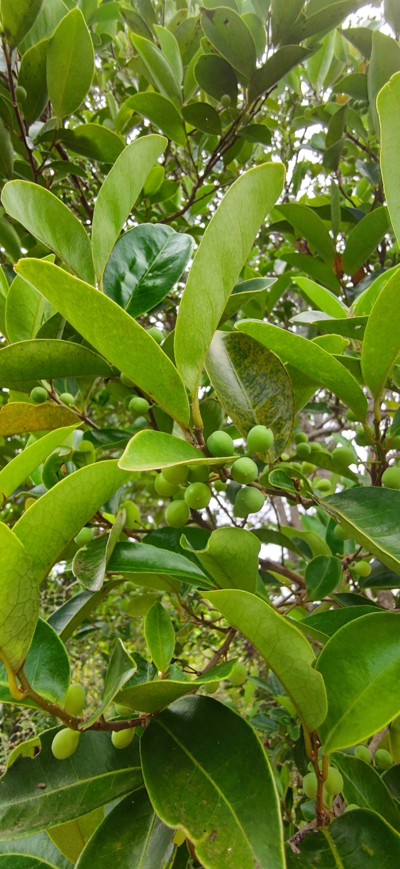 Figueira microcarpa (Ficus microcarpa), plantas, fotografado em Paúba, São Sebastião