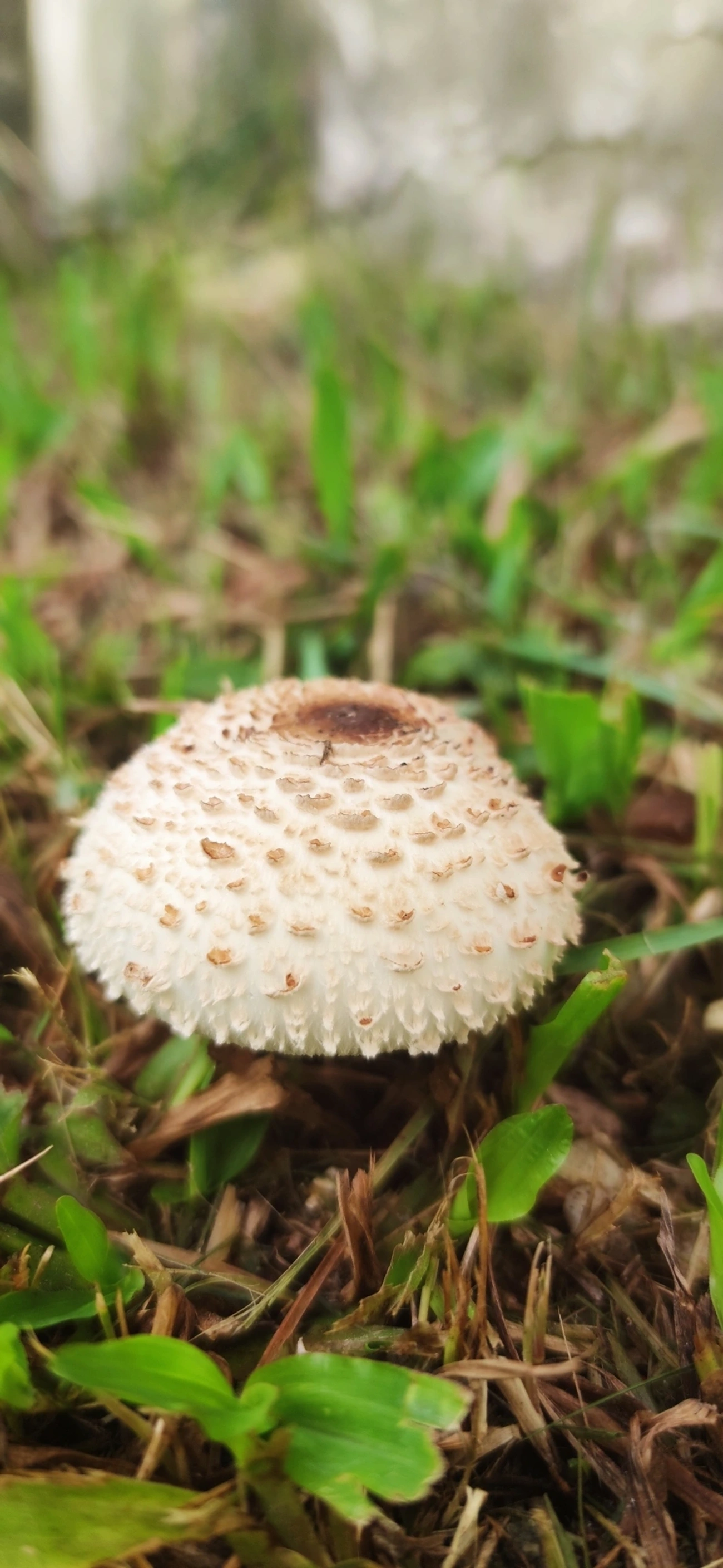 Falso guarda-sol (Chlorophyllum molybdites), fungos, fotografado em Maresias, São Sebastião
