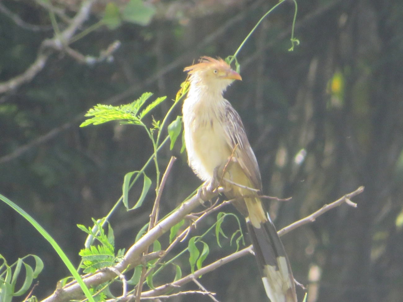 Anu-branco (Guira guira), aves, fotografado em Maresias, São Sebastião